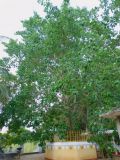Strom B�dhi