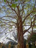 Strom B�dhi