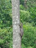 Varan