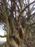 Cornus mas 