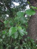 Alnus glutinosa 