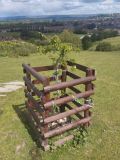 Glastonbury Thorn - hloh