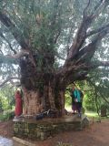 Compton Dundon Yew