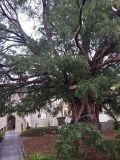 Compton Dundon Yew