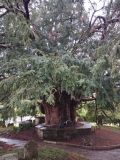 Compton Dundon Yew