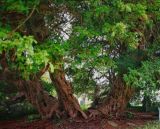 Llangernyw Yew