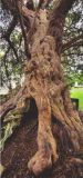 Llangernyw Yew