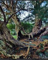 Llangernyw Yew