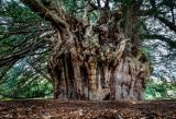 Fortingall Yew